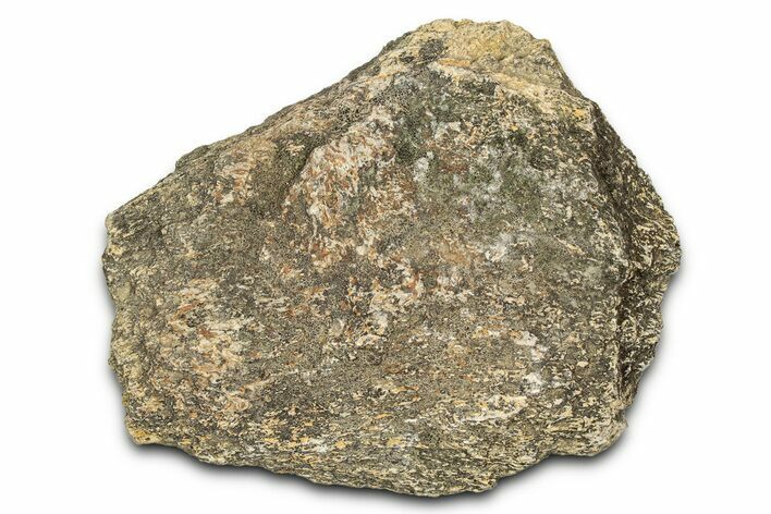 Dinosaur (Triceratops) Frill Shield Section - Montana #338943